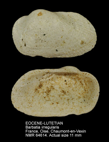 EOCENE-LUTETIAN Barbatia irregularis.jpg - EOCENE-LUTETIANBarbatia irregularis(Deshayes,1829)